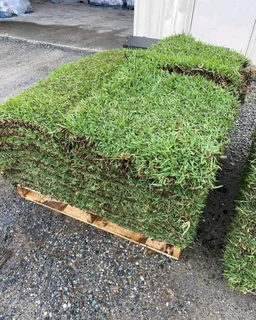 instant grass