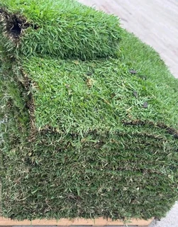 Evergreen grass