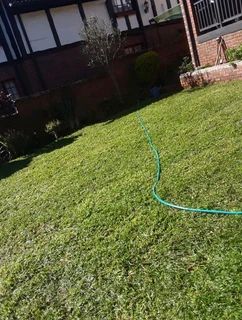 Evergreen grass fresh from the farm