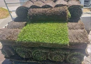 Evergreen grass fresh from the farm