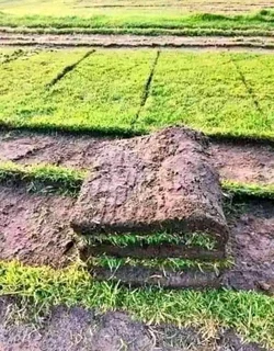 Evergreen grass fresh from the farm