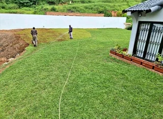 Evergreen grass fresh from the farm