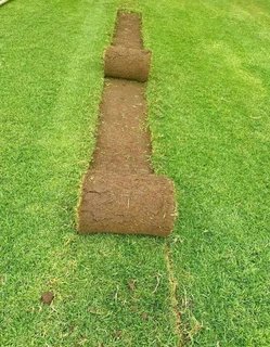 Evergreen grass fresh from the farm