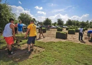 Green grass fresh from the farm