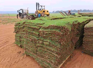 Green grass fresh from the farm