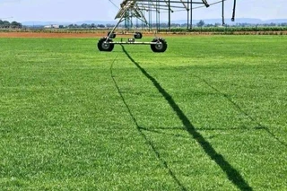 Green grass fresh from the farm