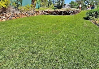 Instant lawn