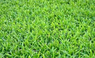 Evergreen grass