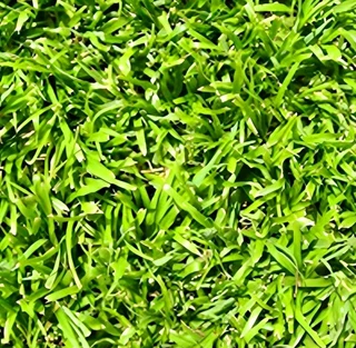 Evergreen grass