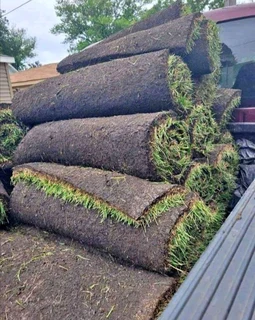 Instant lawn