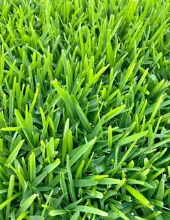 Evergreen grass