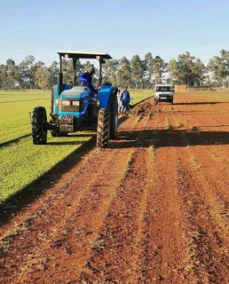 All season fresh grass