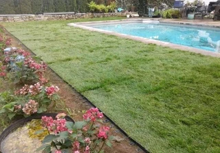 All season fresh grass