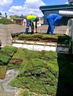 All seasons fresh grass