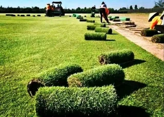 Green grass fresh the farm