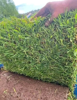 Green grass fresh the farm