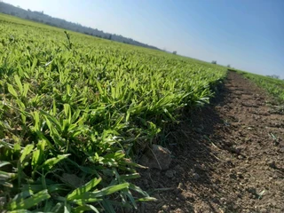 All season gresh grass