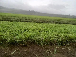 All season gresh grass