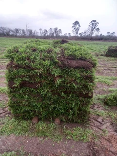 All season gresh grass