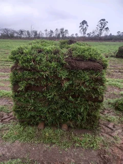 All season gresh grass