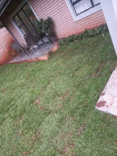 Instant grass