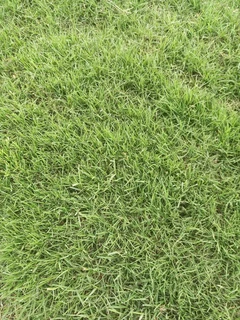 Instant grass