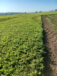 Evergreen grass fresh from the farm