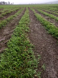 Evergreen grass fresh from the farm