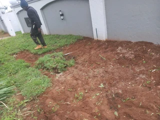 All season fresh grass