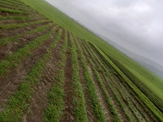 All season fresh grass