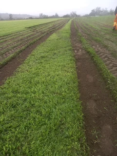 All season fresh grass