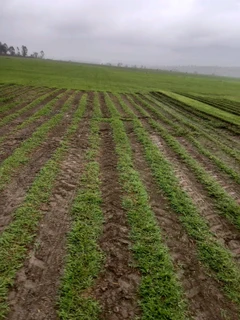 All season fresh grass