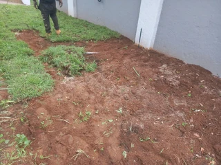 All season fresh grass