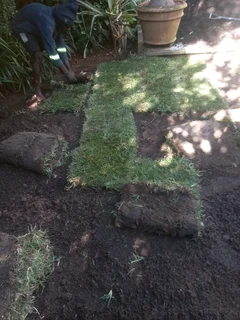 All season fresh grass lawn