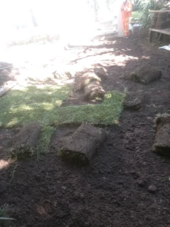 All season fresh grass