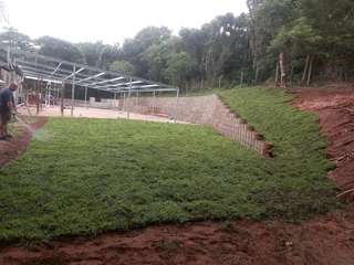 All season fresh grass