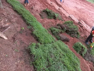 All season fresh grass