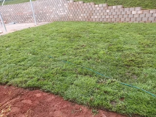Evergreen grass