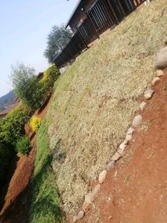 Instant lawn