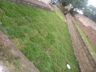 Instant lawn