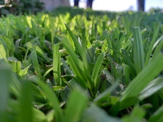 Instant lawn