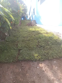 Instant lawn