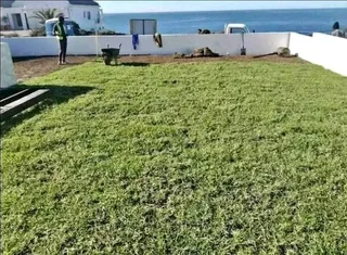 All Season Fresh Grass