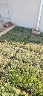 Fresh Lawn