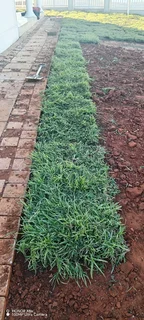 Evergreen Grass