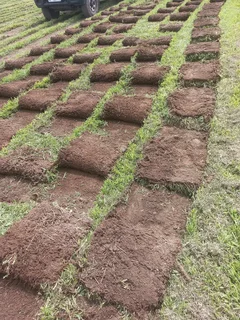 Instant Lawn