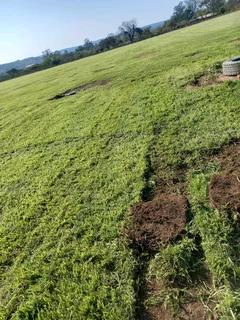 All Season Fresh Grass