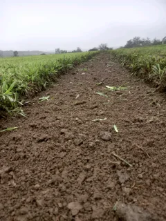 All Season Fresh Grass