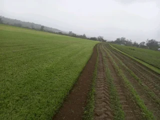 All Season Fresh Grass