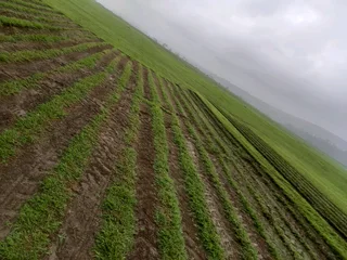 All Season Fresh Grass